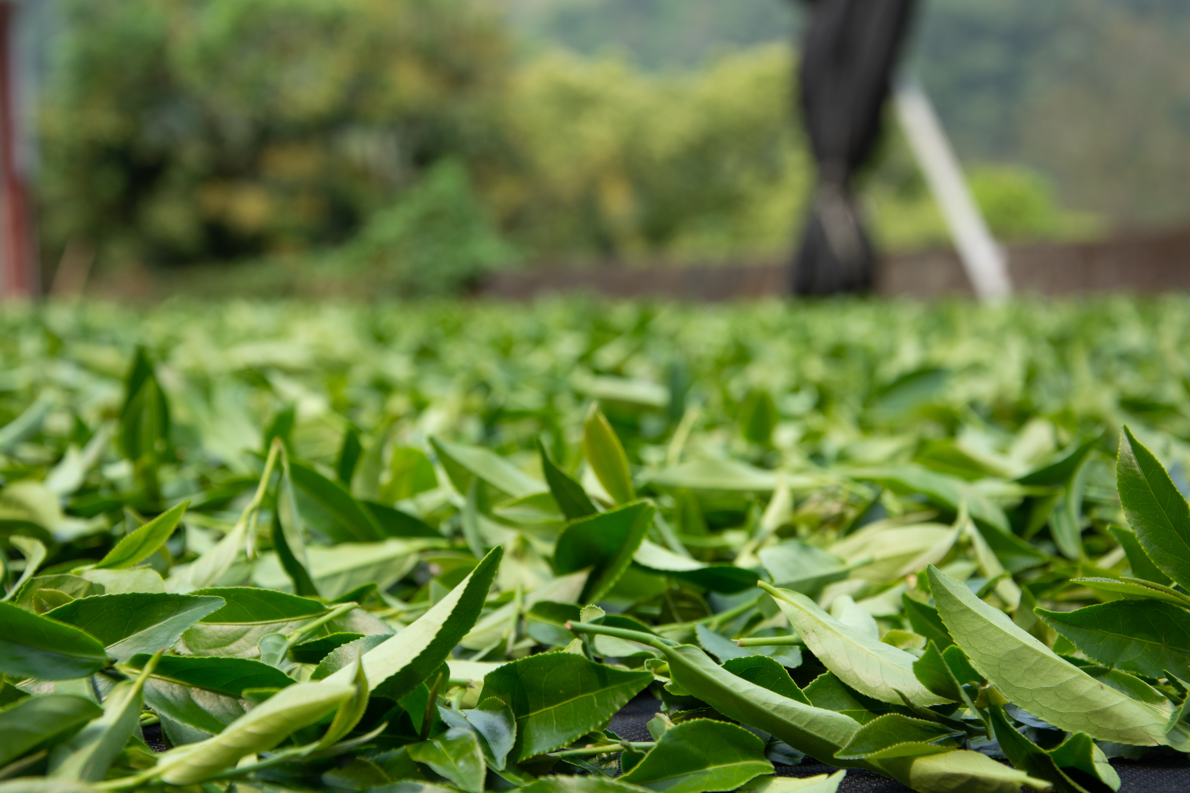 台灣那瑪夏-青山茶業